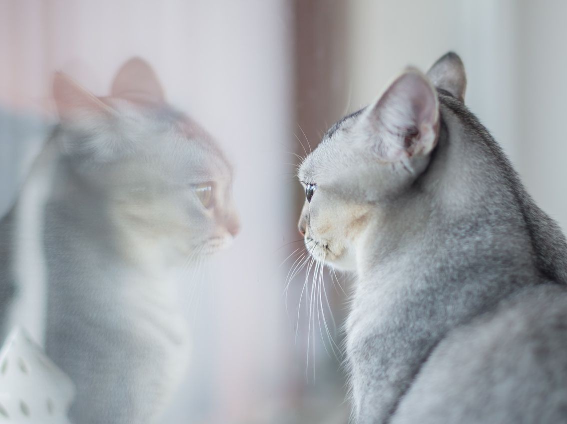 Le Marche Des Animaux De Compagnie Se Porte Bien