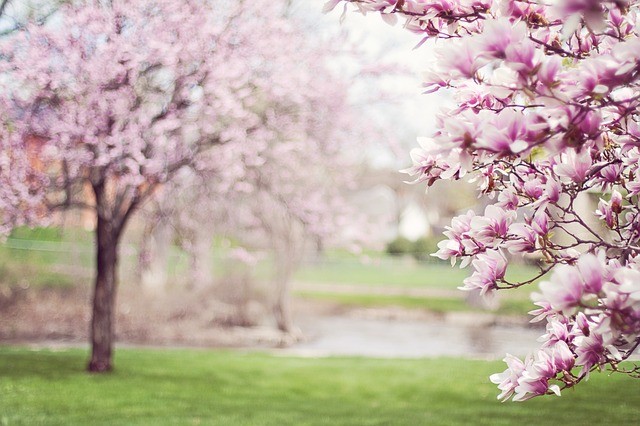 Le 20 Mars C Est Le Premier Jour Du Printemps